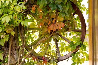 am edersee Weinlaube. (2)